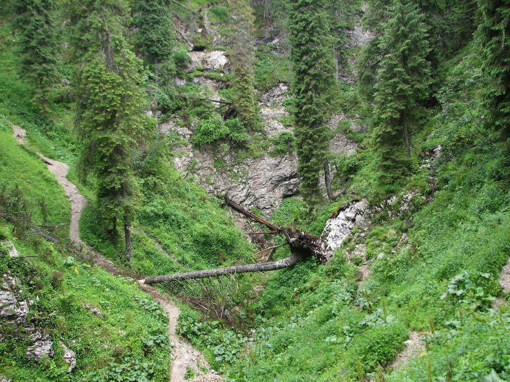 Platoul carstic Padiș – o impresionantă arie peisagistică din Apuseni[:en]Padis Karst Plateau – an Impressive Landscaping Area